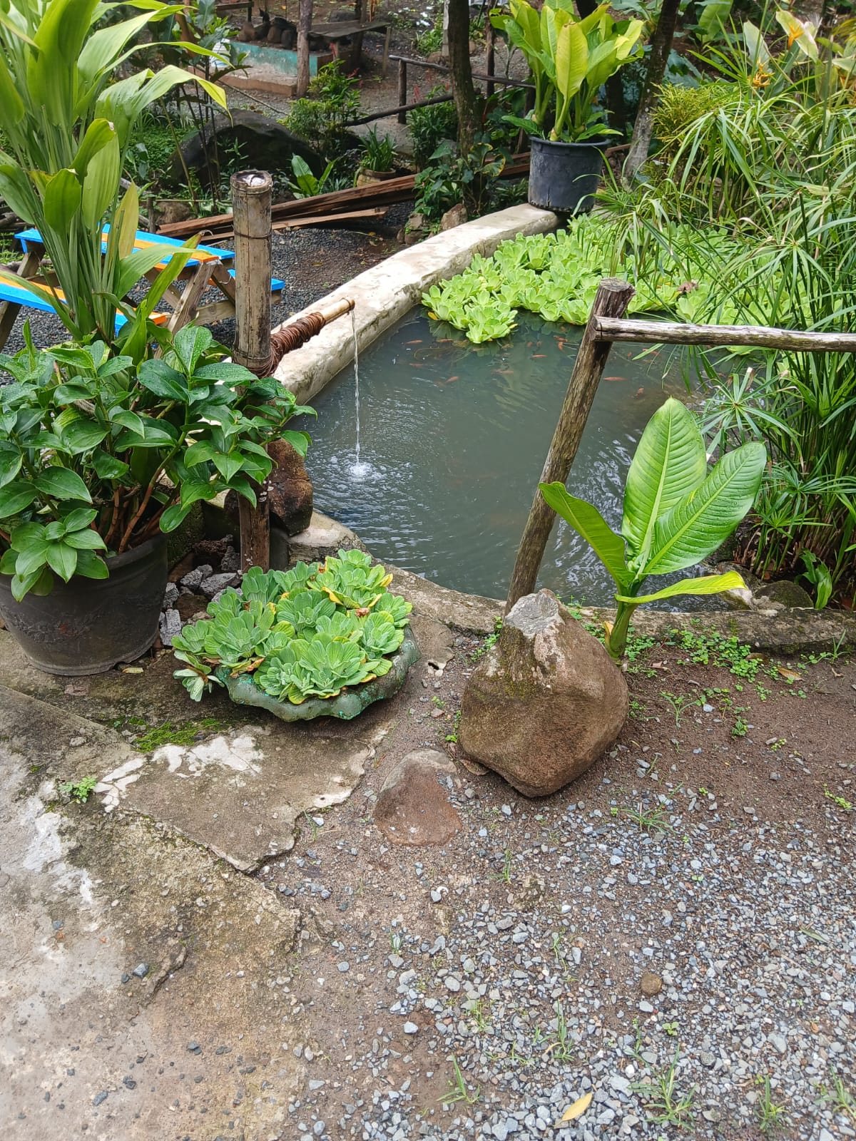 Decorative pond and tropical plants