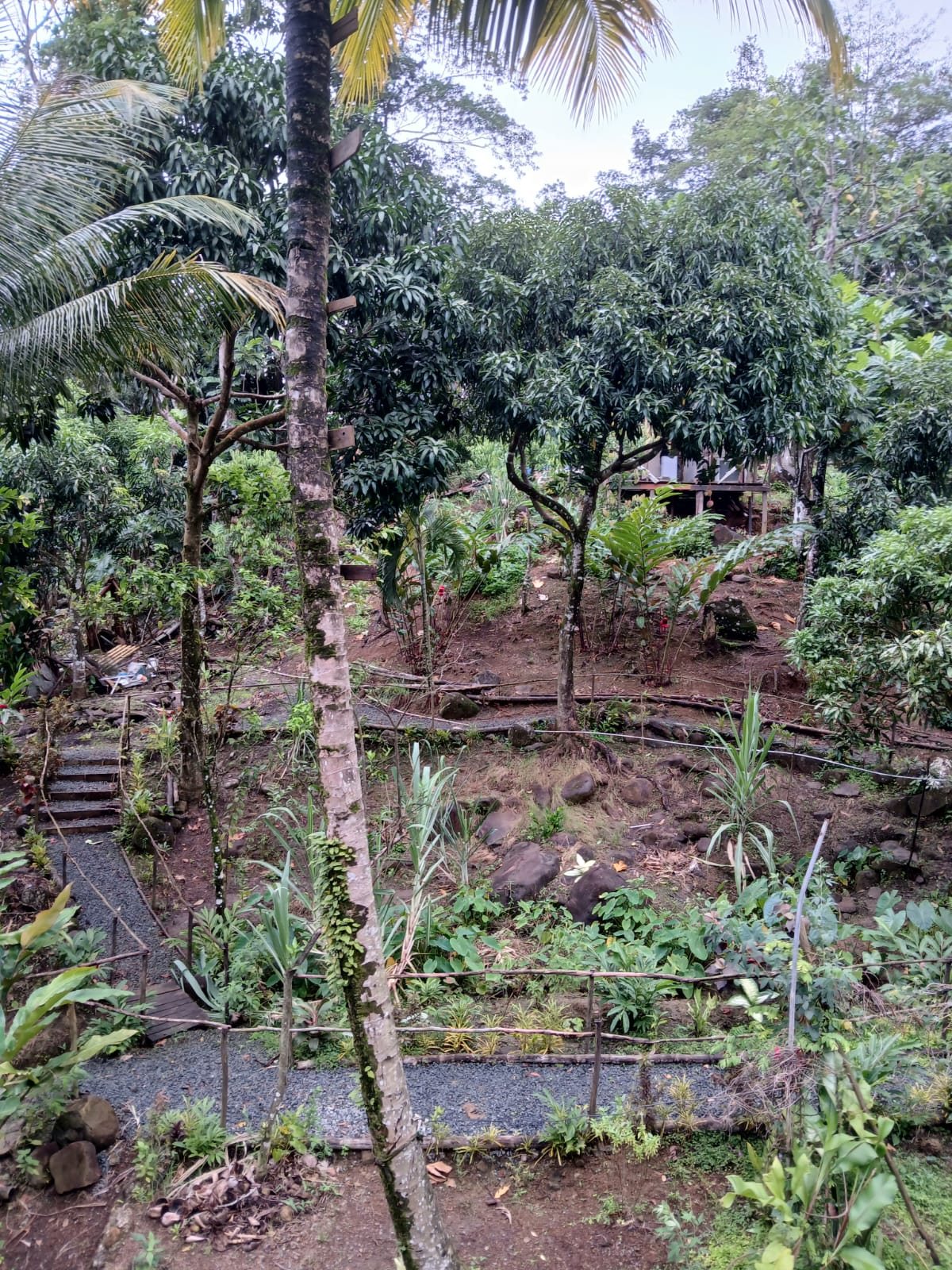 Forest landscaping and pathways